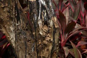 Close up tree trunk texture with black goo sap dripping. Isolated tree branch photo on red garden leaves in the background.