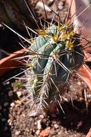 antecedentes con un cactus foto