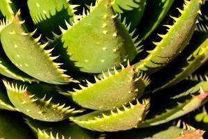 Background with a succulent photo