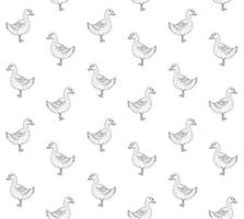 Vector seamless pattern of hand drawn duck