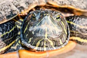 A turtle walking photo