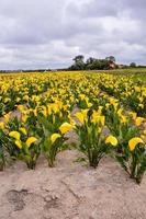 A field with flowers photo