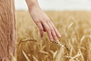 Image of spikelets in hands countryside industry cultivation endless field photo