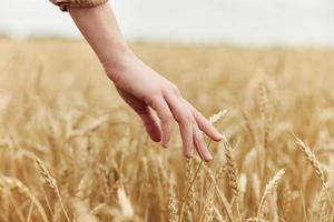 hand the farmer concerned the ripening of wheat ears in early summer endless field photo