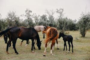 Horses eat grass in the field nature mammals photo