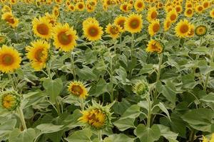 Sunflower in the abundance field in the summer sunshine color image photo