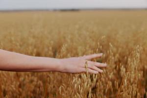 human hand Spikelets of wheat sun nature agriculture nature unaltered photo