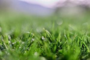 Green grass in spring, close-up photo