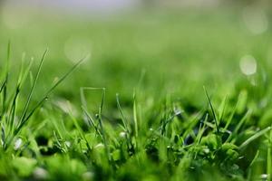 Fresh spring lawn green grass growing in a meadow photo