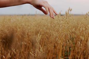 human hand Spikelets of wheat sun nature agriculture Fresh air photo