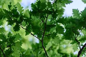 Green fresh leaves on the branches of an oak close up against the sky in sunlight. Care for nature and ecology, respect for the Earth photo