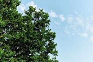 primavera floraciones de naturaleza, verde joven hojas de un árbol en contra un azul soleado cielo foto