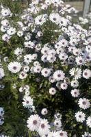 White flowerbed flowers photo