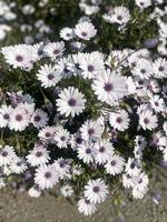 White flowerbed flowers photo