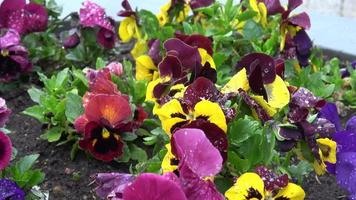 Mehrfarbig Stiefmütterchen Blumen oder Stiefmütterchen schließen hoch. Frühling Blumen video