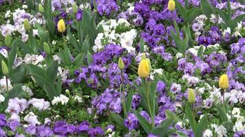 veelkleurig viooltje bloemen of viooltjes dichtbij omhoog. voorjaar bloemen video