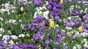 Multicolor pansy flowers or pansies close up. Spring flowers video