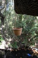 A flowerpot hangs on a tree above a stream in the forest. Green moss on the tree. photo