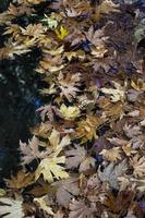 Autumn leaves in a puddle of water. Natural background. Autumn leaves on the ground and a small stream in the forest photo