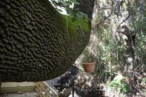 A flowerpot hangs on a tree above a stream in the forest. Green moss on the tree. photo