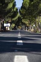 Asphalt road with trees in the background. Asphalt road through the pine forest in. Close-up of a white line on the asphalt photo