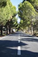 Asphalt road with trees in the background. Asphalt road through the pine forest in. Close-up of a white line on the asphalt photo