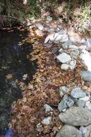 Autumn leaves in a puddle of water. Natural background. Autumn leaves on the ground and a small stream in the forest photo