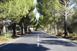 Asphalt road with trees in the background. Asphalt road through the pine forest in. Close-up of a white line on the asphalt photo