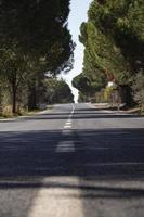 Asphalt road with trees in the background. Asphalt road through the pine forest in. Close-up of a white line on the asphalt photo