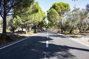 Asphalt road with trees in the background. Asphalt road through the pine forest in. Close-up of a white line on the asphalt photo