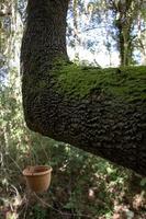 A flowerpot hangs on a tree above a stream in the forest. Green moss on the tree. photo