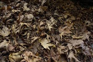 Dry leaves on the ground in the forest, autumn background. photo