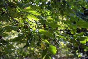 verde hojas antecedentes en soleado día. verde follaje textura en soleado día foto