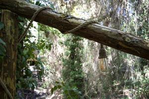 The old light bulb hanging on a tree branch in the forest during summer. The vintage incandescent lamp. photo