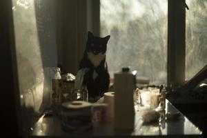 gato a hogar en Mañana. gato sentado en mesa. mascota en luz de sol. foto