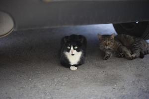 gatos debajo coche. gatos en yarda en verano. Vagabundo animales foto