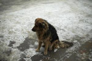 Dog without owner. Pet is waiting for food. Homeless animal. photo