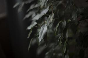 House plant in room. Interior details. photo