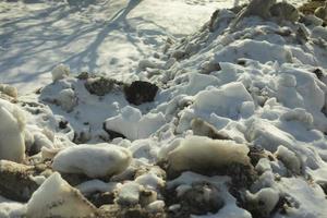 Snow removed from road. Pile of snow outside. Dirty roadside. photo