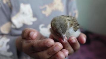 A baby house sparrow sitting on a child's hand eating food. Helping a baby sparrow. Feeding a Baby Sparrow. video