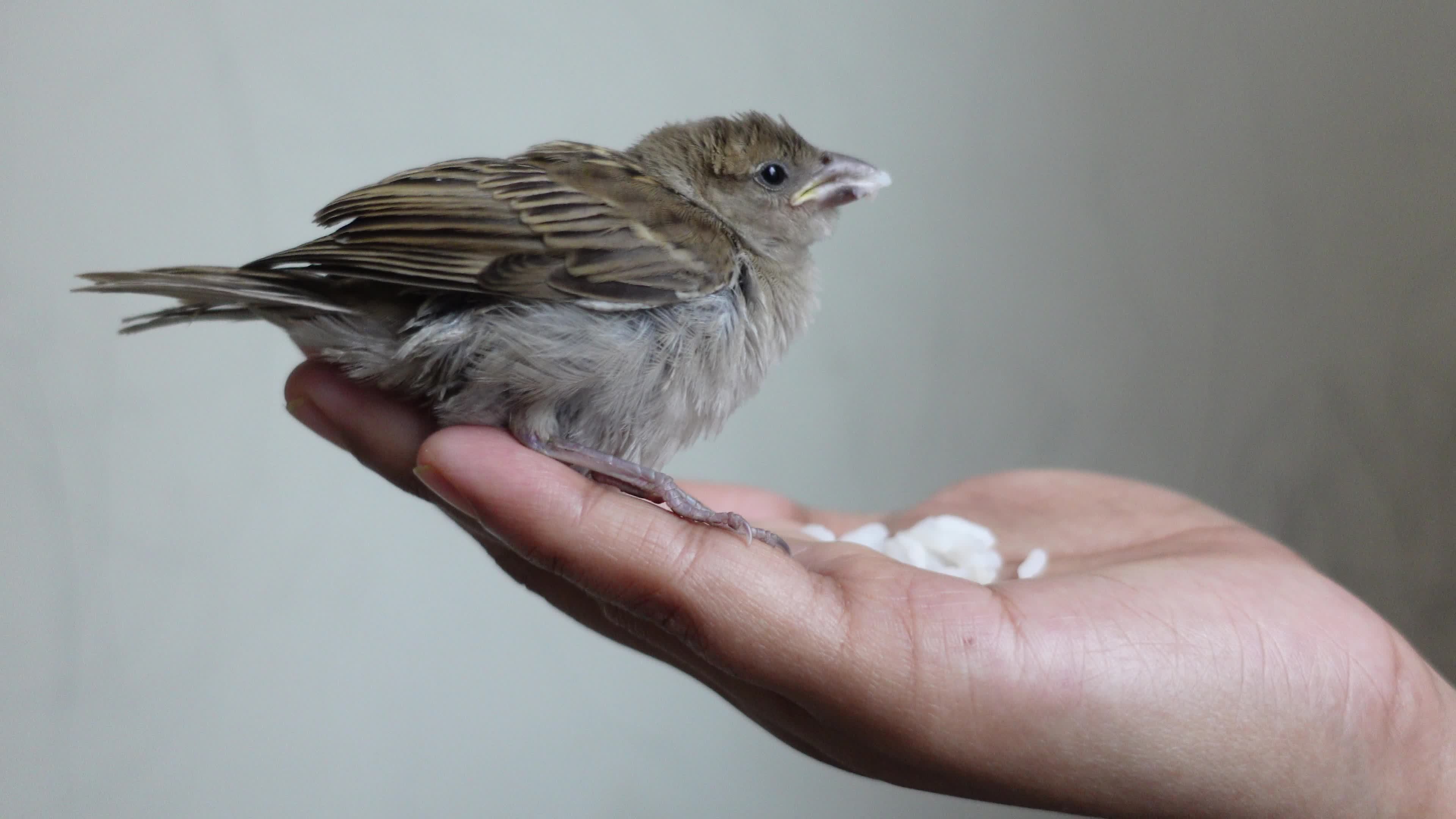 Sitting on a hand a baby house sparrow is eating. Helping a baby