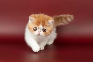 small beautiful red kitten exotic on a burgundy background in the studio. photo