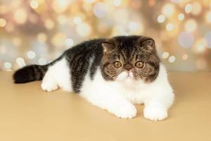 A beautiful exotic shorthair cat plays on the colorful festive background of the studio. photo