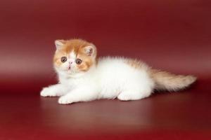 small beautiful red kitten exotic on a burgundy background in the studio. photo