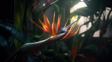 Bird of paradise flower in the forest. . photo