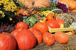 coloridas calabazas orgánicas y calabazas en feria agrícola. cosechando el concepto de tiempo de otoño. jardín otoño planta natural. decoración de halloween de acción de gracias. fondo rural de la granja festiva. comida vegetariana. foto