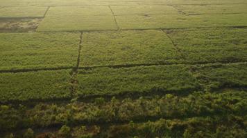 aéreo Visão do escavadeiras estão trabalhando em a fundações do alta voltagem postes e a pernas do alta voltagem pólos. topo Visão do construção do poder linhas dentro a floresta video