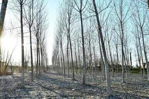 Trees in the forest photo