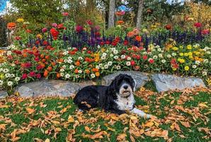 Dog in park with pretty flowers in autumn photo