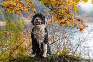 Dog with colourful autumn leaves at Matheson Lake Regional Park photo